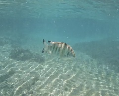 Abudefduf septemfasciatus