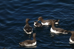 Uria aalge hyperborea