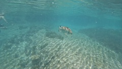 Abudefduf septemfasciatus