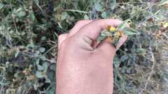 Malvastrum bicuspidatum