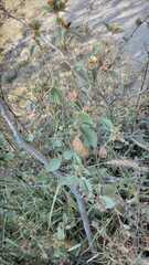 Malvastrum bicuspidatum