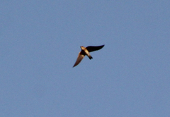 Petrochelidon fulva