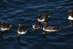 Uria aalge hyperborea