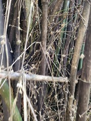 Bambusa stenostachya