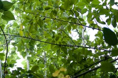 Zanthoxylum schreberi