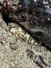 Clinocottus globiceps