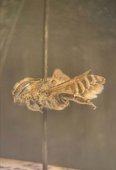 Megachile leachella