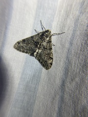 Phigalia denticulata