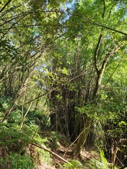 Bambusa stenostachya