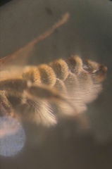 Megachile leachella