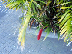 Xeronema callistemon