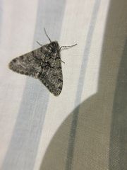 Phigalia denticulata