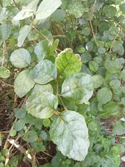 Rhabdothamnus solandri