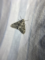 Phigalia denticulata