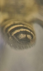 Megachile leachella