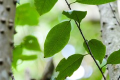 Zanthoxylum schreberi