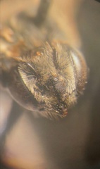 Megachile leachella