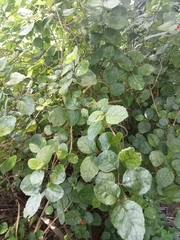 Rhabdothamnus solandri