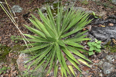 Agave filifera