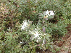 Rhododendron oblongifolium
