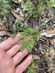 Mimosa strigillosa