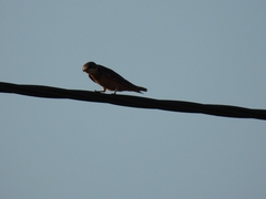 Hirundinidae