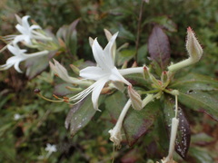 Rhododendron oblongifolium