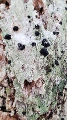 Mycoblastus sanguinarius