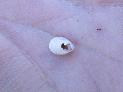 Crepidula convexa
