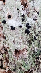 Mycoblastus sanguinarius