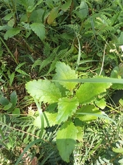 Jovellana sinclairii