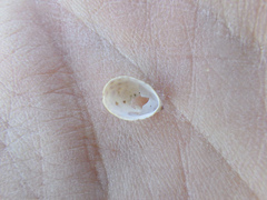 Crepidula convexa