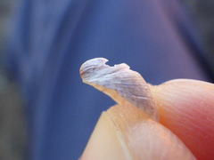 Crepidula convexa