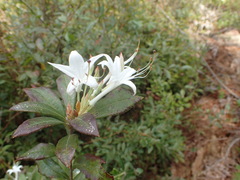 Rhododendron oblongifolium