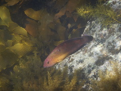 Austrolabrus maculatus