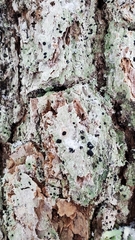 Mycoblastus sanguinarius