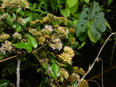 Mikania parviflora
