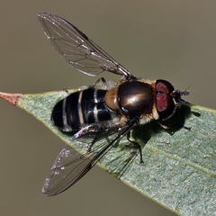 Betasyrphus serarius