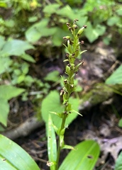 Platanthera flava
