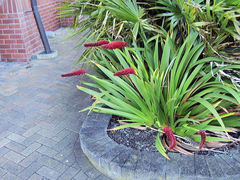 Xeronema callistemon