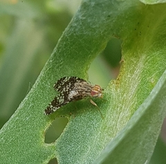 Austrotephritis fuscata