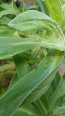 Austrotephritis fuscata