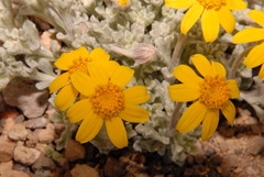Eriophyllum lanatum integrifolium