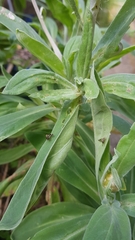 Austrotephritis fuscata