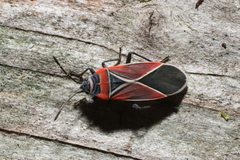 Neacoryphus bicrucis