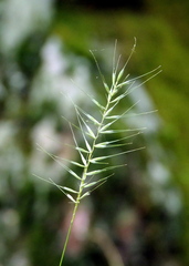 Elymus hystrix bigelovianus