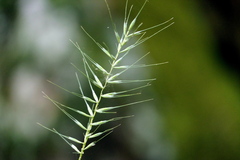Elymus hystrix bigelovianus