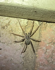 Mituliodon tarantulinus