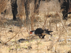 Caracara plancus cheriway