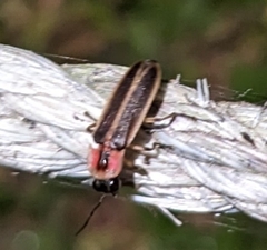 Photurinae